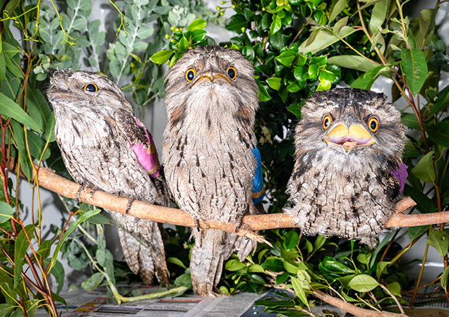 Three Tawny Frogmouths recovering at RSPCA Wildlife Hospital